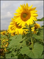 Sonnenblume