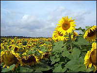 Sonnenblumenbestand