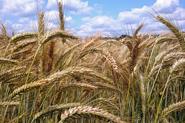 Erntereife Triticale