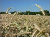 Triticale Längenabweicher