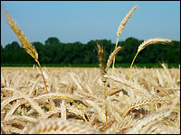 Längenabweicher bei Triticale