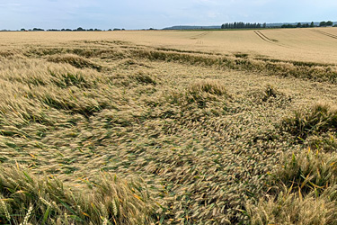 Lagerbildung bei Triticale