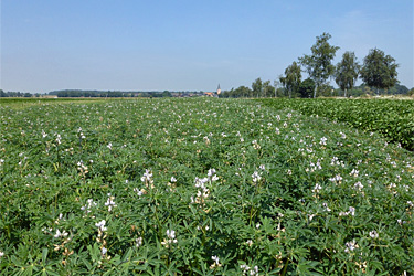 Weiße Lupinen in der Blüte