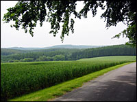 Weizenfeld im Mittelgebirge