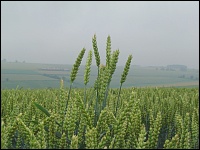 Längenabweicher beim Weizen