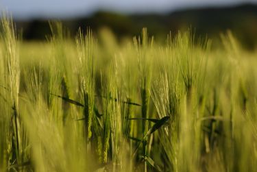 Wintergerste Ende Schosserphase