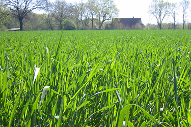 Wintergerste im April