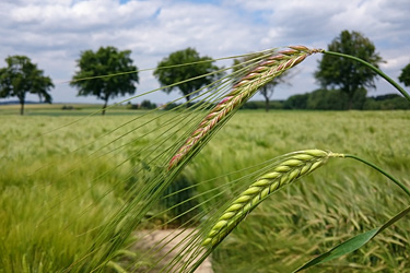 Vergleich von Wintergerstensorten