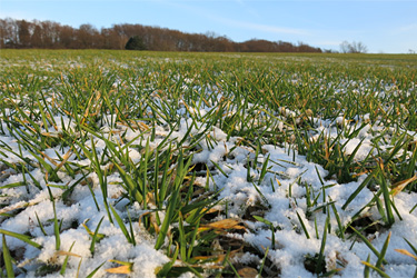 Wintergerste im Schnee