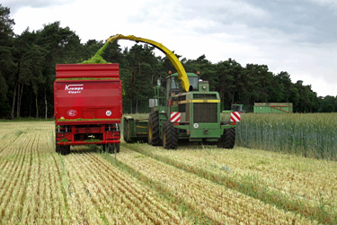 Roggenganzpflanzensilage