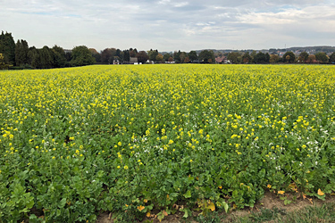 Zwischenfruchtanbau im Wasserschutzgebiet Hiddenhausen