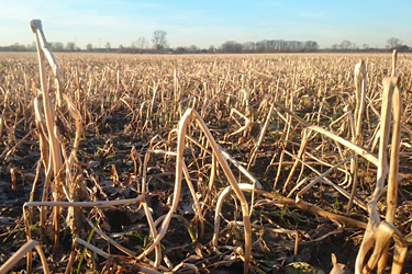 Zwischenfrüchte im Januar