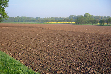 Bearbeitetes Feld im Mai