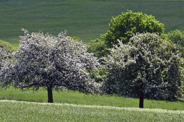Obstbäume am Feldrand