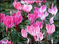 Alpenveilchen (Cyclamen persicum)