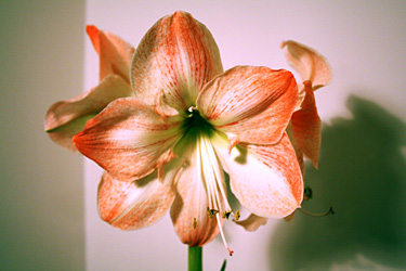 Amaryllisblüte (Hippeastrum)
