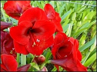 Amaryllisblüte (Hippeastrum)