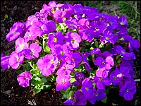 Aubretia