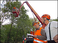 Baumpflege mit einem Hubwagen