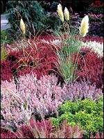 Calluna vulgaris, Erica gracislis, Pampasgras