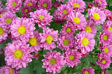 Garten-Chrysanthemen