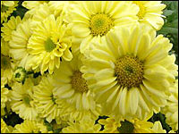 Chrysanthemen