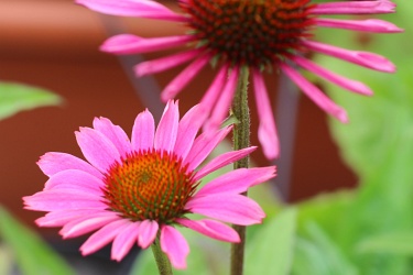Sonnenhut (Echinacea purpurea)