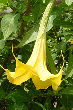 Blüte eine Engelstrompete (Brugmansia)