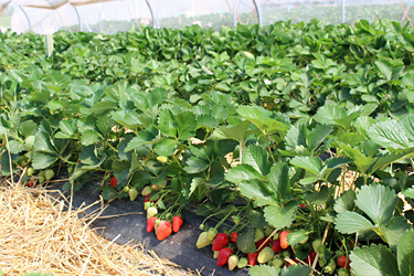 Frühe Erdbeeren im Folientunnel