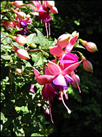 Fuchsien-Blüte