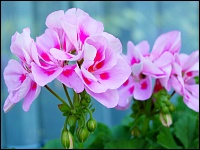 Geranienblüte (Pelargonium zonale)