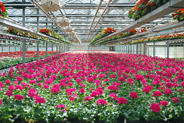 Geranien (Pelargonium zonale) im Gewächshaus