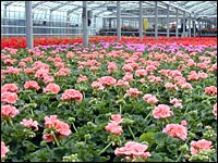 Gewächshaus mit Pelargonium-Zonale-Hybriden