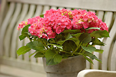 Hortensie auf einer Gartenbank