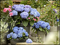 Blaue Hortensien (Hydrangea macrophylla)