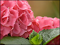 Rote Hortensienblüten (Hydrangea macrophylla)