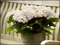 Weiße Hortensien (Hydrangea macrophylla)