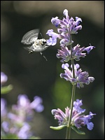 Katzenminze (Nepeta cataria)