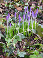 Krokusse im Februar
