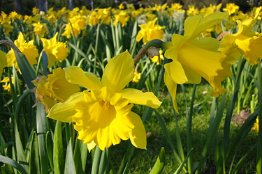 Narzissen (Narcissus pseudonarcissus)