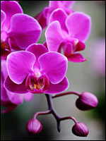 Phalaenopsis-Blüte