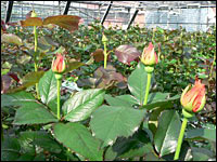 Knospige Rosen im Gewächshaus