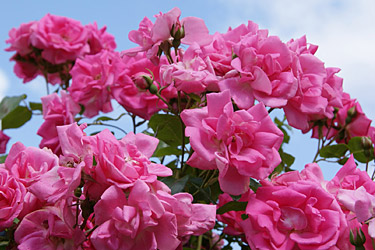 Rosa Rosen in voller Blüte