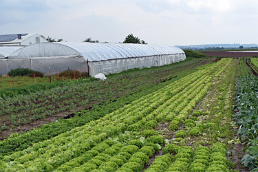 Salatfeld am Steigerhof