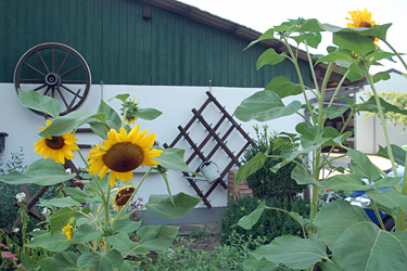 Garten an der Scheune mit Sonnenblumen