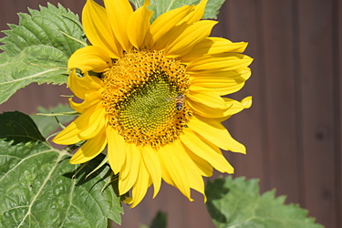 Sonnenblume mit Schwebfliege