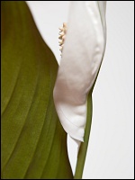 Einblatt (Spathiphyllum). Foto: Susanne Fern, piclease