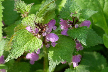 Taubnessel (Lamium purpureum)