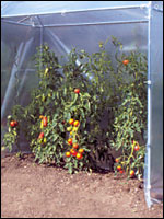 Tomatenpflanzen mit Folienschutz