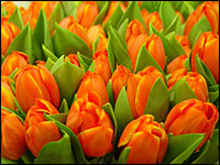 Tulpen